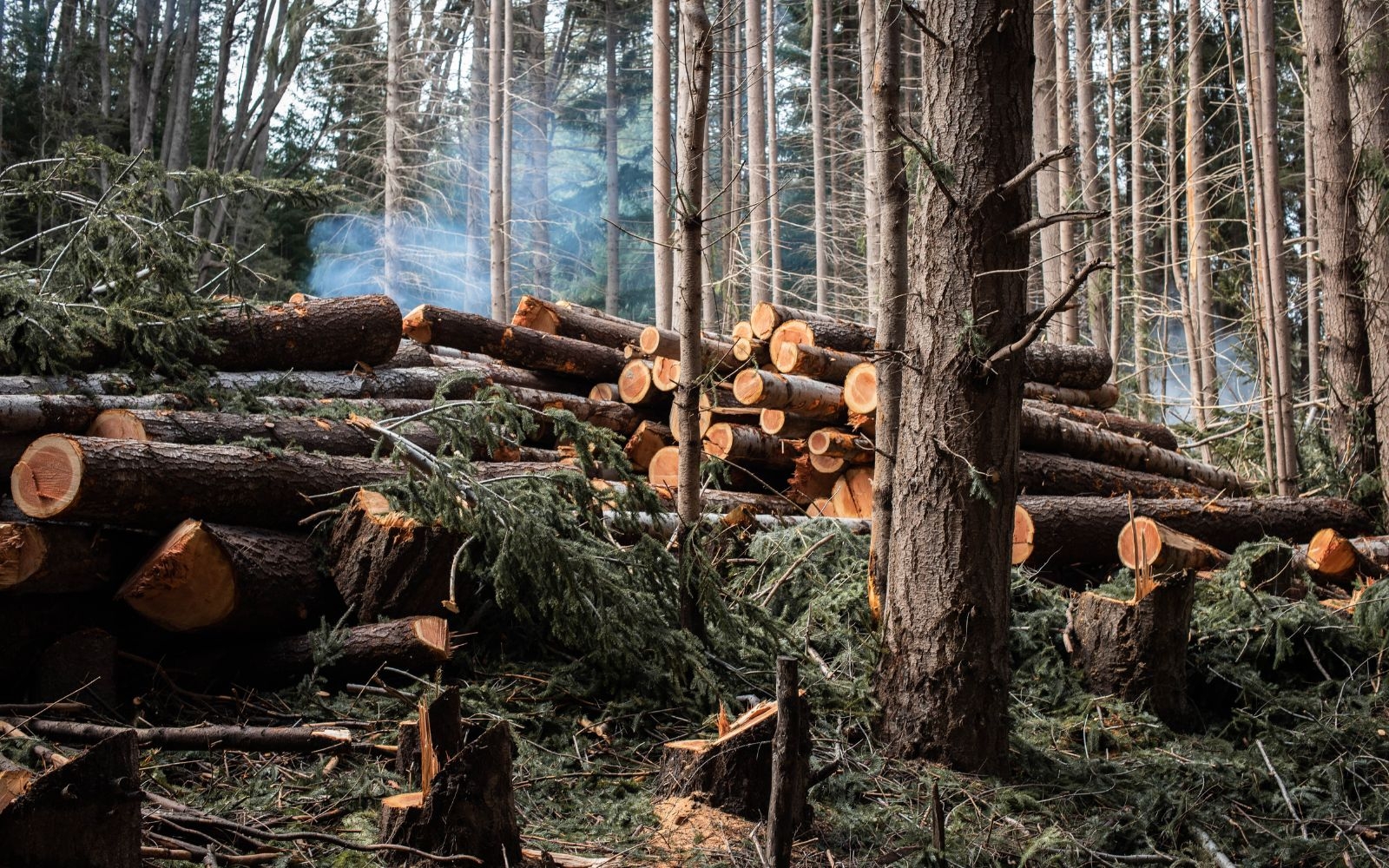 What does a professional stump grinding service include? Melbourne Tree Removal Experts What does a professional stump grinding service include?